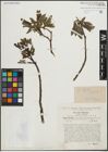 Foto von Salix hastata L. x Salix nigricans Sm.